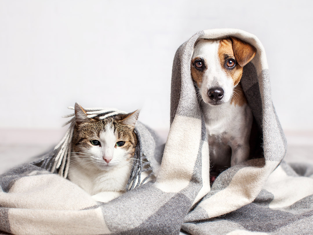 Dog and cat under a blanket