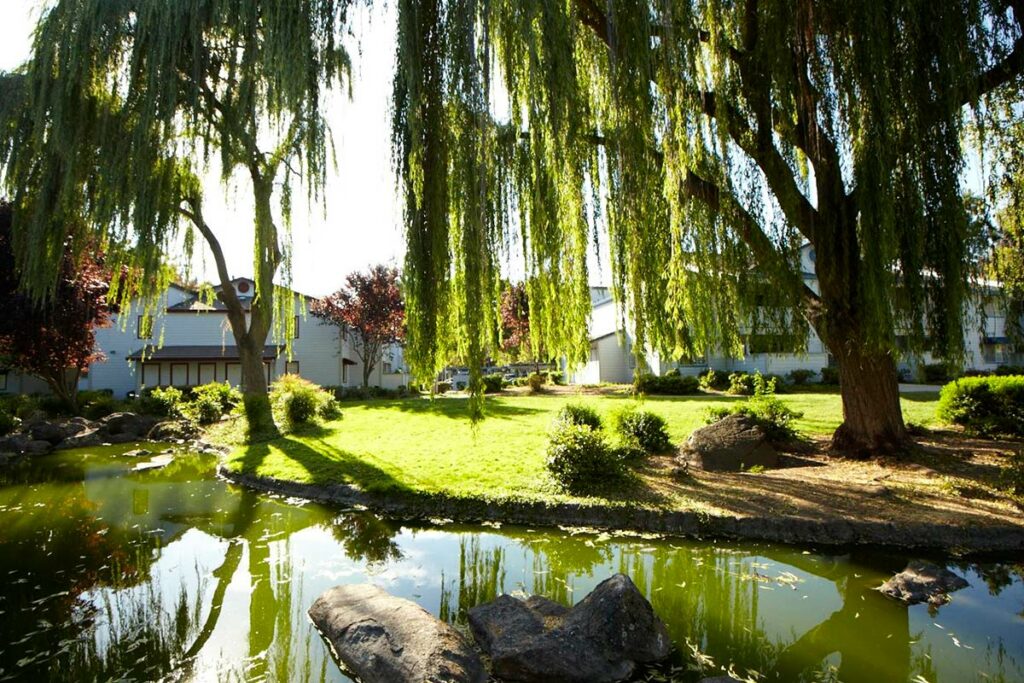 Country Brook Condominiums property grounds pond and willow tree